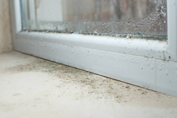 Best Mold Prevention Services  in Sun Valley, PA